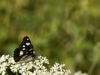 Limenitis reducta 13, Blauwe ijsvogelvlinder, Saxifraga-Jan van der Straaten