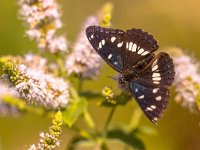 Southern White Admiral Butterfly (Limenitis reducta) Feeding on Nectar  The Southern White Admiral is found in Northern Spain, South and Eastern France, Italy, the Balkans and the Alps. : Limenitis, admiral, animal, antenna, background, beautiful, biology, black, blue, branch, butterfly, close-up, closeup, collection, color, endangered, entomology, environment, europe, european, fauna, fleckenfalter, flying, grace, illustration, insect, isolated, italy, landscape, lepidoptera, macro, museum, natural, nature, nymphalidae, ornamental, outdoor, plant, protected, rare, reducta, sitting, southern, spotted, summer, tuscany, underside, white, wild, wildlife, wing