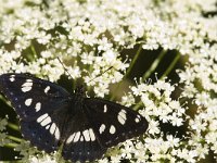 Limenitis reducta 15, Blauwe ijsvogelvlinder, Saxifraga-Jan van der Straaten