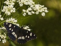 Limenitis reducta 16, Blauwe ijsvogelvlinder, Saxifraga-Jan van der Straaten