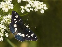 Limenitis reducta 17, Blauwe ijsvogelvlinder, Saxifraga-Jan van der Straaten