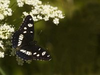 Limenitis reducta 18, Blauwe ijsvogelvlinder, Saxifraga-Jan van der Straaten