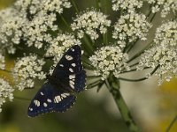 Limenitis reducta 19, Blauwe ijsvogelvlinder, Saxifraga-Jan van der Straaten