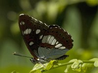 Limenitis reducta 2, Blauwe ijsvogelvlinder, Saxifraga-Jan van der Straaten