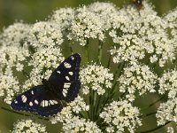 Limenitis reducta 20, Blauwe ijsvogelvlinder, Saxifraga-Jan van der Straaten