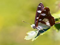 Butterfly Warming its Wings in the Sun  Beautiful Wild Southern White Admiral Butterfly (Limenitis reducta) - Feeding on Flowers : Limenitis, Limenitis reducta, Southern White Admiral, admiral, animal, appealing, attractive, background, beautiful, beauty, butterfly, calm, closeup, color, colorful, elegant, environment, europe, european, fauna, flower, garden, giant, good, gorgeous, green, insect, looking, lovely, macro, magnificent, natural, nature, nice, nobody, one animal, pattern, petals, pretty, serenity, silence, spring, striking, stunning, summer, wild, wildlife