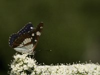 Limenitis reducta 22, Blauwe ijsvogelvlinder, Saxifraga-Jan van der Straaten