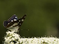 Limenitis reducta 23, Blauwe ijsvogelvlinder, Saxifraga-Jan van der Straaten