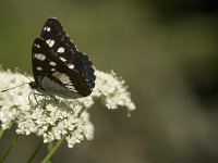 Limenitis reducta 24, Blauwe ijsvogelvlinder, Saxifraga-Jan van der Straaten