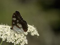 Limenitis reducta 25, Blauwe ijsvogelvlinder, Saxifraga-Jan van der Straaten