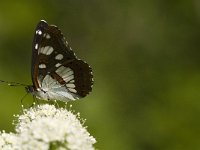 Limenitis reducta 26, Blauwe ijsvogelvlinder, Saxifraga-Jan van der Straaten