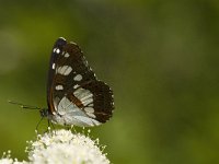 Limenitis reducta 27, Blauwe ijsvogelvlinder, Saxifraga-Jan van der Straaten