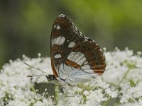 Limenitis reducta 28, Blauwe ijsvogelvlinder, Saxifraga-Willem van Kruijsbergen