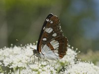 Limenitis reducta 29, Blauwe ijsvogelvlinder, Saxifraga-Willem van Kruijsbergen