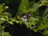 Limenitis reducta 3, Blauwe ijsvogelvlinder, Saxifraga-Jan van der Straaten