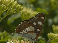 Limenitis reducta 30, Blauwe ijsvogelvlinder, Saxifraga-Jan van der Straaten