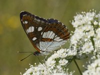 Limenitis reducta 31, Blauwe ijsvogelvlinder, Saxifraga-Willem van Kruijsbergen