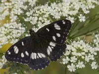 Limenitis reducta 32, Blauwe ijsvogelvlinder, Saxifraga-Willem van Kruijsbergen