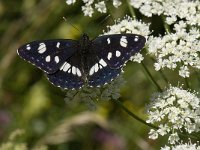 Limenitis reducta 33, Blauwe ijsvogelvlinder, Saxifraga-Willem van Kruijsbergen