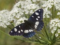 Limenitis reducta 34, Blauwe ijsvogelvlinder, Saxifraga-Willem van Kruijsbergen