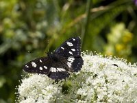 Limenitis reducta 35, Blauwe ijsvogelvlinder, Saxifraga-Willem van Kruijsbergen