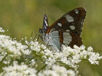 Limenitis reducta 36, Blauwe ijsvogelvlinder, Saxifraga-Willem van Kruijsbergen