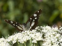 Limenitis reducta 37, Blauwe ijsvogelvlinder, Saxifraga-Willem van Kruijsbergen