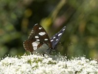 Limenitis reducta 38, Blauwe ijsvogelvlinder, Saxifraga-Willem van Kruijsbergen