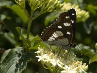 Limenitis reducta 39, Blauwe ijsvogelvlinder, Saxifraga-Jan van der Straaten