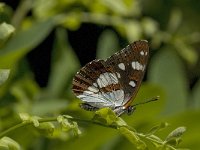 Limenitis reducta 4, Blauwe ijsvogelvlinder, Saxifraga-Jan van der Straaten