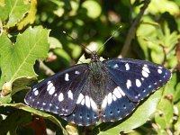 Limenitis reducta 42, Blauwe ijsvogelvlinder, Saxifraga-Kars Veling