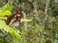 Limenitis reducta 48, Blauwe ijsvogelvlinder, Saxifraga-Kars Veling