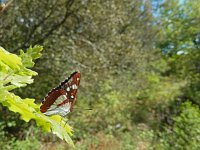 Limenitis reducta 49, Blauwe ijsvogelvlinder, Saxifraga-Kars Veling