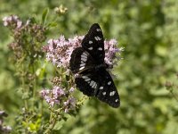 Limenitis reducta 5, Blauwe ijsvogelvlinder, Saxifraga-Marijke Verhagen