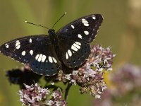 Limenitis reducta 6, Blauwe ijsvogelvlinder, Saxifraga-Marijke Verhagen