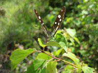 Limenitis reducta 7, Blauwe ijsvogelvlinder, Saxifraga-Arthur van Dijk