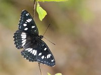 Limenitis reducta 9, Blauwe ijsvogelvlinder, Saxifraga-Elisabeth Raboin