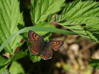 Lycaena helle 10, Blauwe vuurvlinder, Saxifraga-Kars Veling