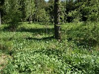 Lycaena helle 13, Blauwe vuurvlinder, habitat, B, Luxembourg, Etalle, Chantemelle, Saxifraga-Kars Veling