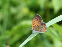 Lycaena helle 14, Blauwe vuurvlinder, Saxifraga-Kars Veling