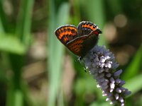 Lycaena helle 15, Blauwe vuurvlinder, Saxifraga-Kars Veling