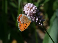 Lycaena helle 16, Blauwe vuurvlinder, Saxifraga-Kars Veling