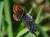 Lycaena helle 17, Blauwe vuurvlinder, Saxifraga-Kars Veling