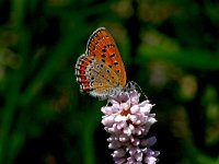 Lycaena helle 18, Blauwe vuurvlinder, Saxifraga-Kars Veling