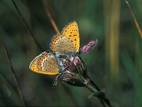 Lycaena helle 2, Blauwe vuurvlinder, Vlinderstichting-Kars Veling