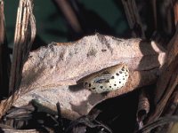 Lycaena helle 3, Blauwe vuurvlinder, pupa, Saxifraga-Frits Bink