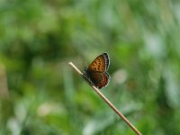 Lycaena helle 4, Blauwe vuurvlinder, Vlinderstichting-Albert Vliegenthart