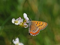 Lycaena helle 5, Blauwe vuurvlinder, Vlinderstichting-Albert Vliegenthart