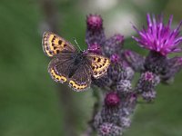 Lycaena helle 8, Blauwe vuurvlinder, Saxifraga-Peter Meininger