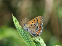 Lycaena helle 9, Blauwe vuurvlinder, Saxifraga-Kars Veling